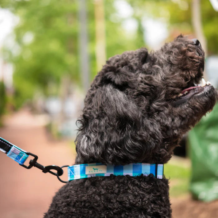 SCOUT DOG COLLAR